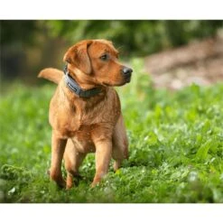 SpotOn Fence Verizon GPS Dog Fence -Dog Supply Store 757574 PT2. AC SS1800 V1674670636