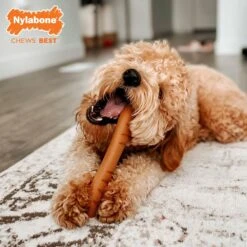 Nylabone Power Chew Baguette Dog Toy Chicken -Dog Supply Store 794742 PT3. AC SS1800 V1689703734
