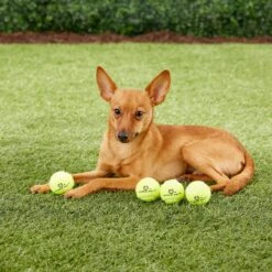 Hyper Pet K9 Kannon Mini K2 Dog Toy -Dog Supply Store 80076 PT2. AC SS1800 V1489184698