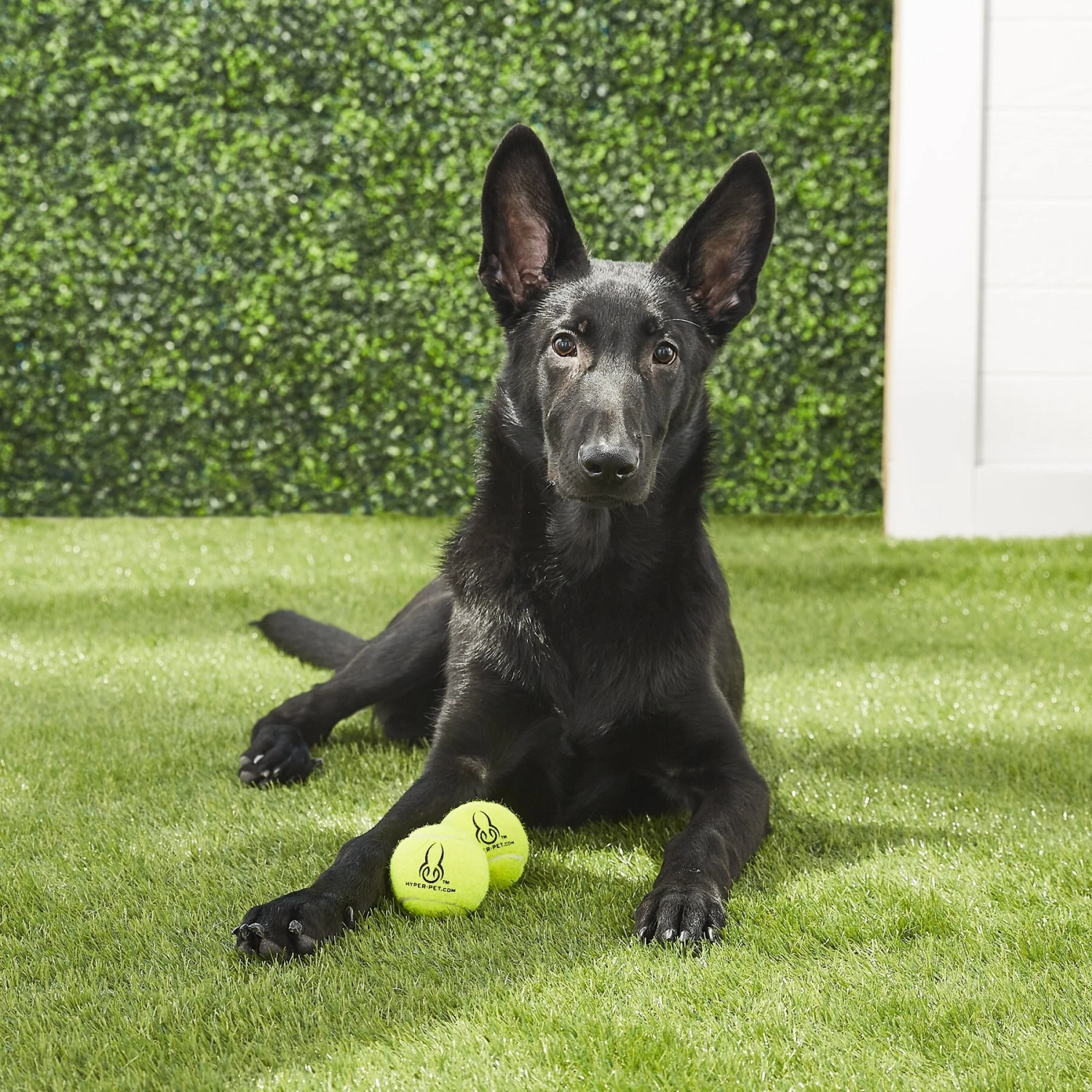 Hyper Pet 2 Pack Of Balls For Dogs, Green 2 Hyper Pet 2 Pack Of Balls For Dogs, Green - Image 2