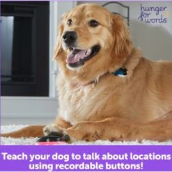 Hunger For Words Talking Pet Next Words: Locations Dog Toy -Dog Supply Store 805582 PT5. AC SS1800 V1682450486