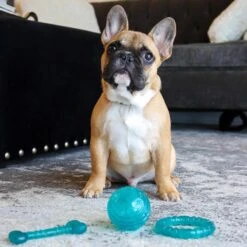 Li'l Pals Antimicrobial Ring Squeaky Dog Toy, Teal -Dog Supply Store 805726 PT2. AC SS1800 V1683041379