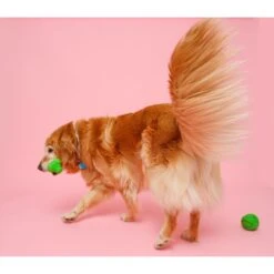 Hartz Dura Play Bone Squeaky Latex Dog Toy 13 Hartz Dura Play Bone Squeaky Latex Dog Toy -Dog Supply Store 82721 PT4. AC SS1800 V1660706812