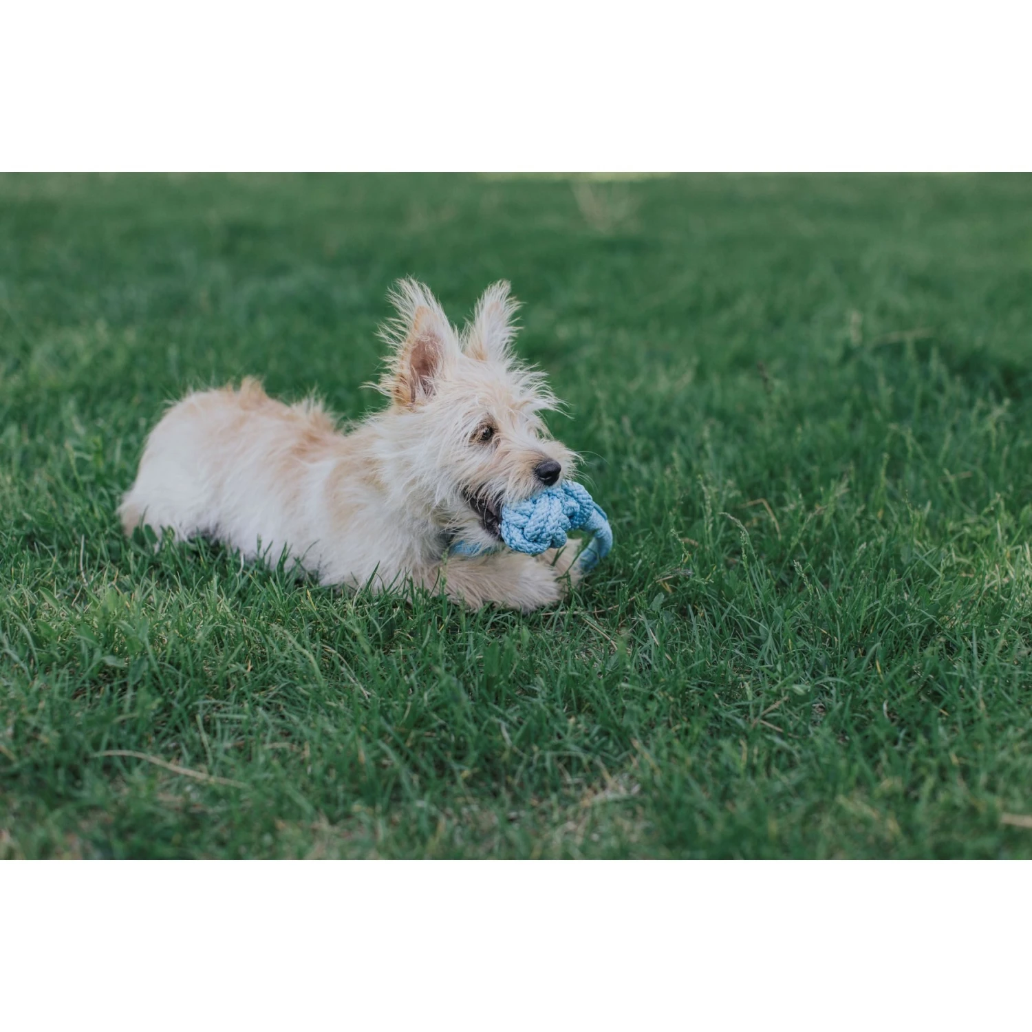 Playology Puppy Tough Tug Knot Chicken Dog Toy, Yellow, Large 5 Playology Puppy Tough Tug Knot Chicken Dog Toy, Yellow, Large - Image 5