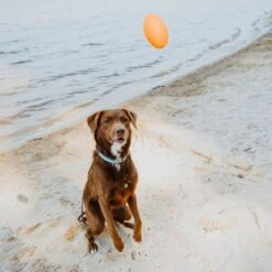 Hound2O Squeaky Football Dog Toy -Dog Supply Store 863590 PT2. AC SS1800 V1687284921