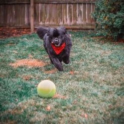 Pet Fit For Life Dog Step-on Sprinkler Dog Toy, Silver 14 Pet Fit For Life Dog Step-on Sprinkler Dog Toy, Silver -Dog Supply Store 872438 PT6. AC SS1800 V1686246169