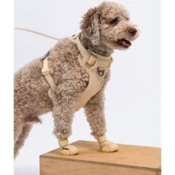 RIFRUF Caesar 1 Dog Boot -Dog Supply Store 884238 PT2. AC SS1800 V1699647438