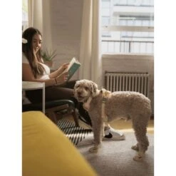 RIFRUF Caesar 1 Dog Boot -Dog Supply Store 884238 PT3. AC SS1800 V1699458953