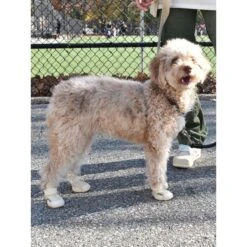 RIFRUF Caesar 1 Dog Boot -Dog Supply Store 884238 PT6. AC SS1800 V1699653023