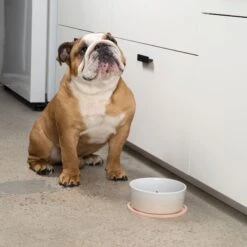 Waggo Habit Circle Silicone Dog & Cat Placemat, 2 Count -Dog Supply Store 910598 PT2. AC SS1800 V1697760407