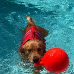 Jolly Pets Tug-n-Toss Dog Toy, Orange 8 Jolly Pets Tug-n-Toss Dog Toy, Orange -Dog Supply Store 91086 PT2. AC SS1800 V1629243681