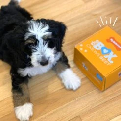 Nylabone The Box Chew Toy & Treat Gift Box -Dog Supply Store 915502 PT7. AC SS1800 V1700169600