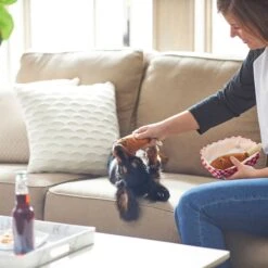 Frisco Corndog Interactive Plush Squeaky Dog Toy & Frisco Guacamole Hide & Seek Puzzle Plush Squeaky Dog Toy -Dog Supply Store 962086 PT3. AC SS1800 V1694782979