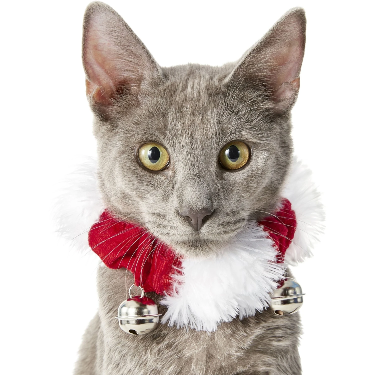Frisco Holiday Dog & Cat Santa Hat, 1 Count & Frisco Jingle Bells Dog & Cat Holiday Collar With Bells, 1 Count 7 Frisco Holiday Dog & Cat Santa Hat, 1 Count & Frisco Jingle Bells Dog & Cat Holiday Collar With Bells, 1 Count - Image 7