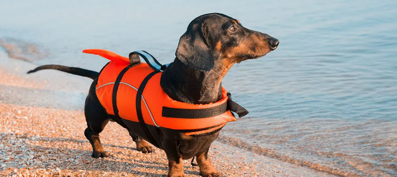 Dog Supply Store -Dog Supply Store fdhnd