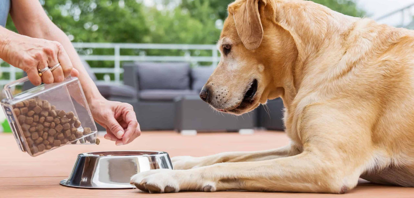 Dog Supply Store -Dog Supply Store fgjfj